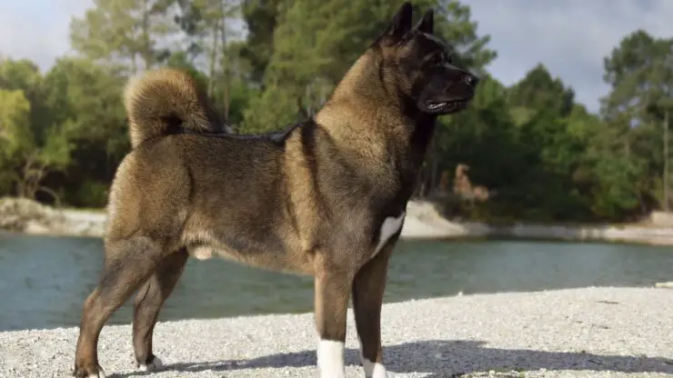 Curiosidades sobre el Akita americano Curiosidades sobre el Akita americano