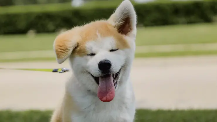 Cachorro de akita Curiosidades sobre el Akita