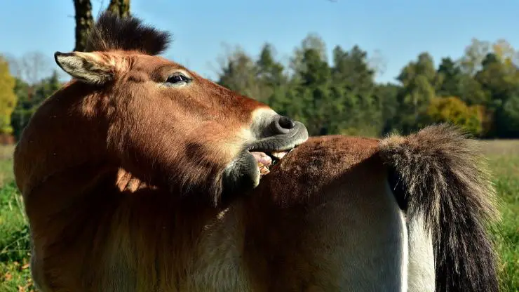 El caballo se rasca El caballo se rasca