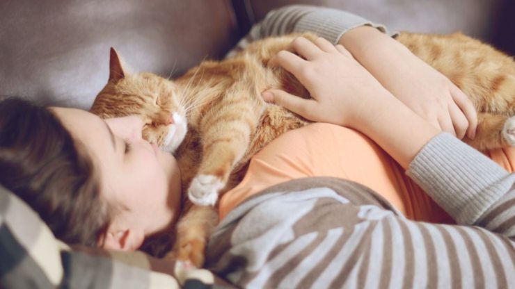 El gato reduce el estrés: por eso el gato es bueno para nuestra salud el gato reduce el estrés