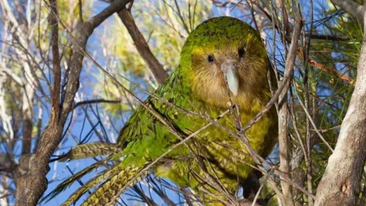 El loro más gordo del mundo: que es y sus características el loro más gordo del mundo