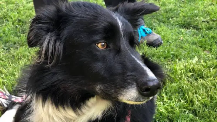Perro Max encuentra familia