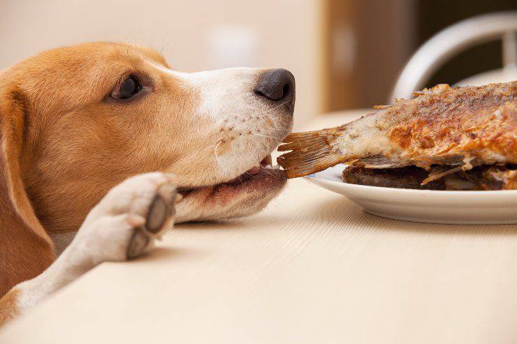perro come pescado frito