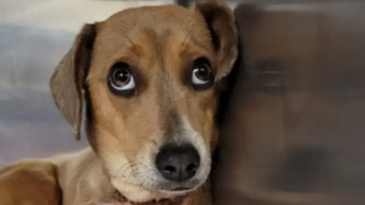 Cuello de cuerda de piedra para perro