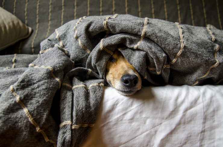 El perro se esconde en la casa. El perro se esconde en la casa.