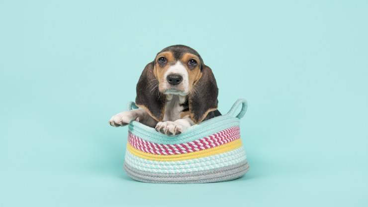 Enfermedades más comunes del Basset Artésien Normand Enfermedades más comunes del Basset Artésien Normand