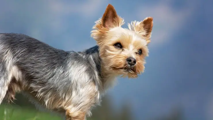 enfermedades y problemas de salud más comunes del yorkshire terrier tarjeta de yorkshire enfermedades comunes problemas de salud predisposiciones