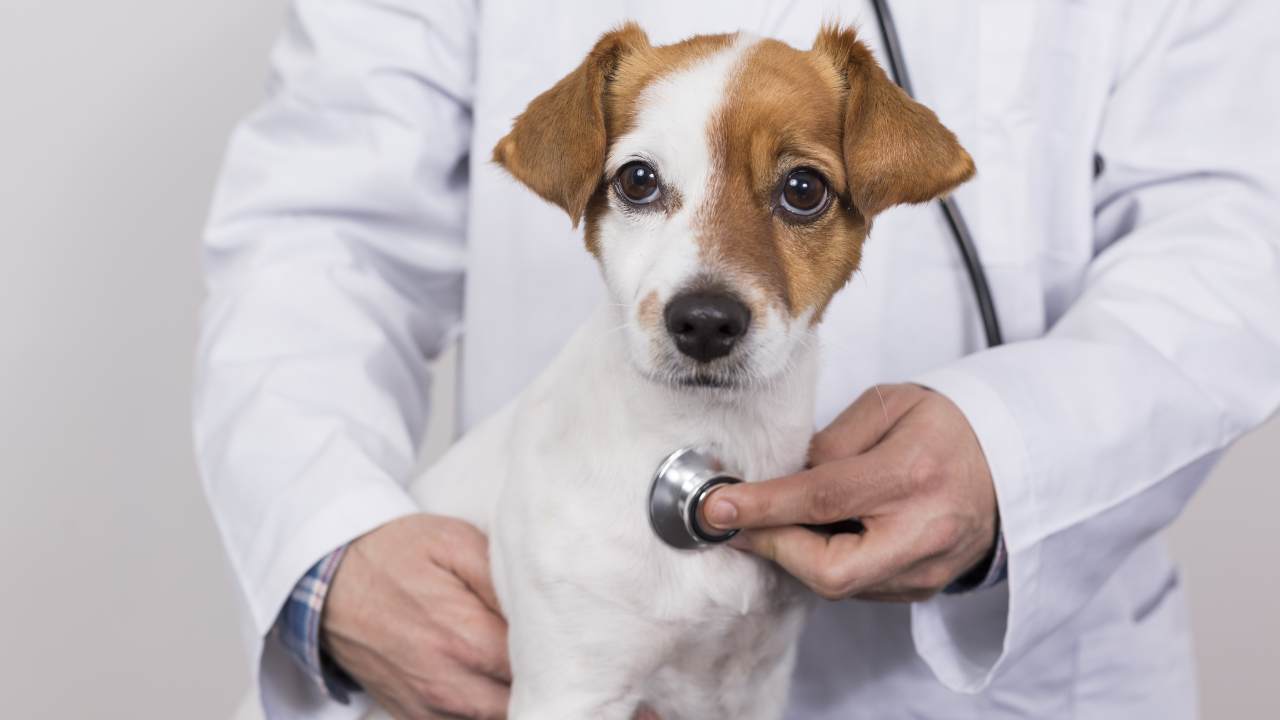 Corazón de perro veterinario ausculta Estenosis pulmonar en perros