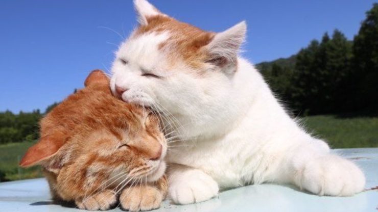 Gatos que se muerden: las causas de este extraño comportamiento gatos mordiéndose unos a otros