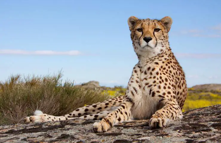 leopardo