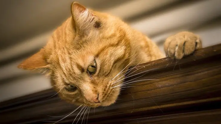 Gato Lesiones accidentales en el gato
