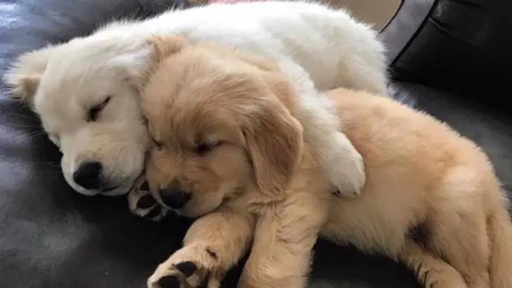 Hibernación en cachorros Hibernación en perros