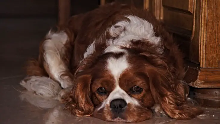 Insuficiencia mitral - Cavalier King Insuficiencia mitral en perros