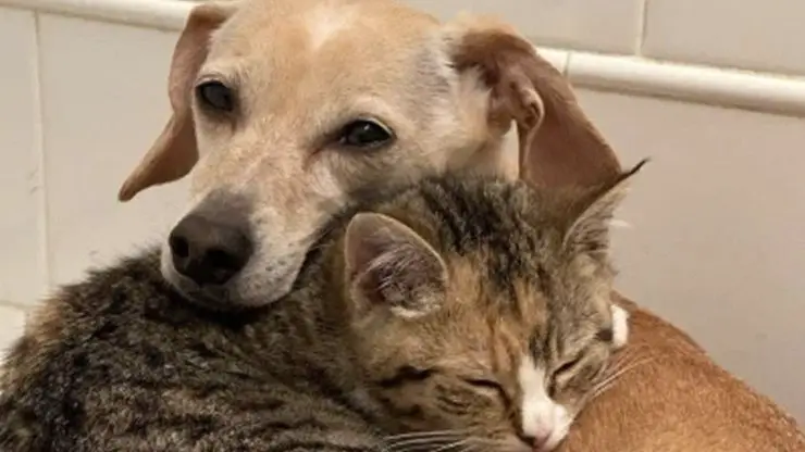 Gatitos Kona Dog Mom