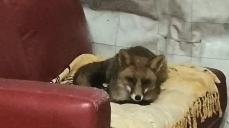 Fox Friendship Dj DIvano