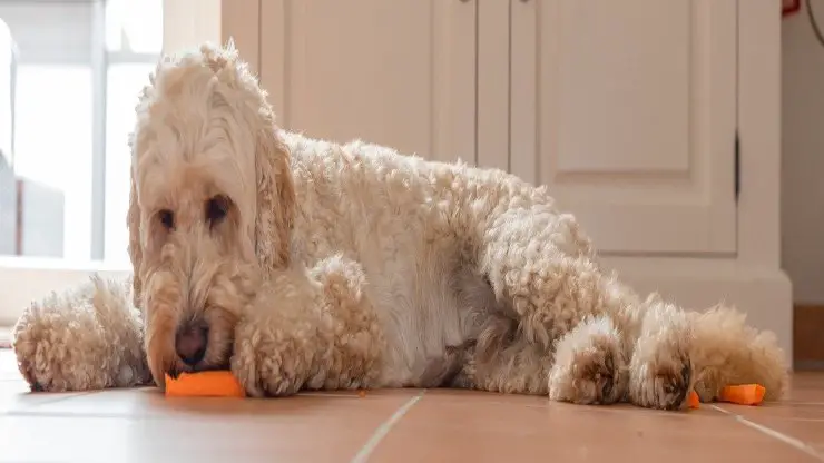 Alimentando al caniche Alimentando al caniche