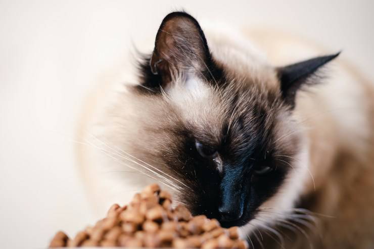 alimentando gato balinés