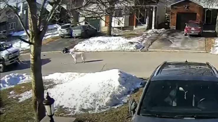perro detiene el tráfico propietario desmayado
