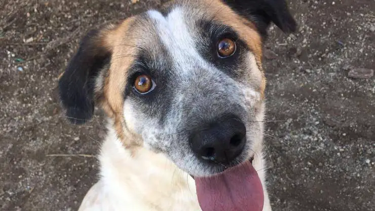 Perro Ptolomeo busca familia