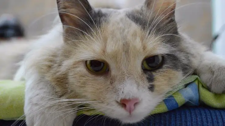 Radioterapia para gatos Radioterapia en gatos