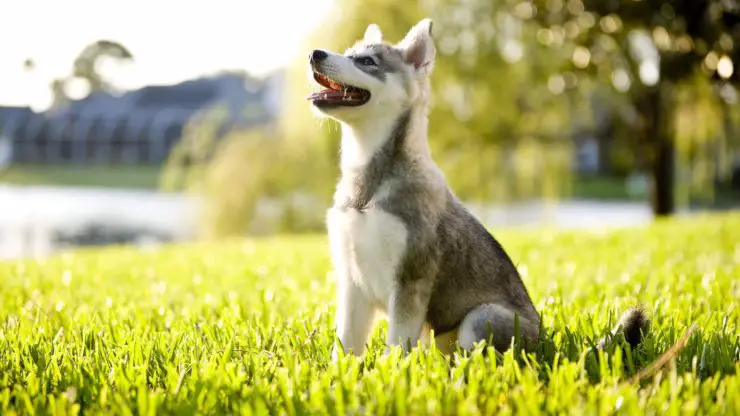 Razas de perros compatibles con Alaskan Klee Kais Razas compatibles con Alaskan Klee Kais