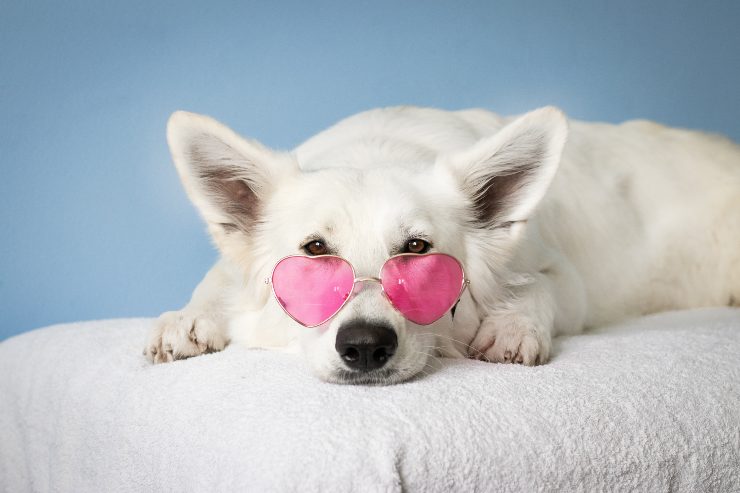 Razas de perros seguros de sí mismos Razas de perros seguros de sí mismos