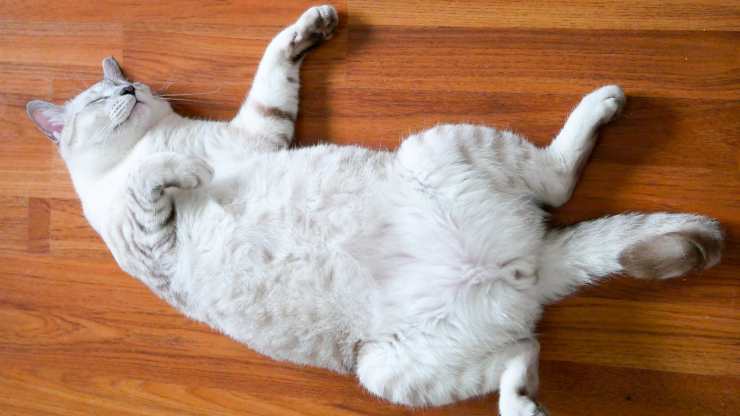 gato en su estómago cómo saber si un gato está castrado