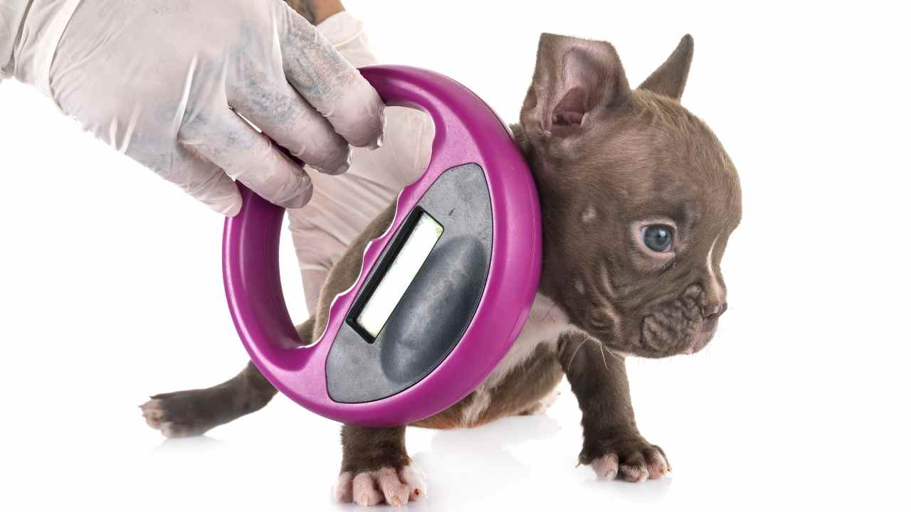 Lectura de microchip de un cachorro Registro canino Emilia Romagna