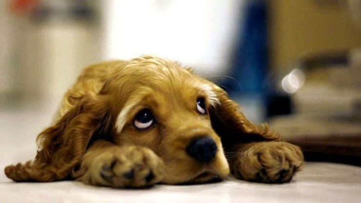 Síndrome de Horner en perros: que es, causas, síntomas y tratamiento El síndrome de Horner en perros