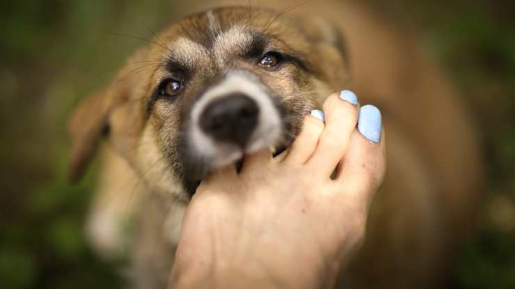 soñando con perro mordiendo los dedos de los pies soñando con ser mordido por un perro