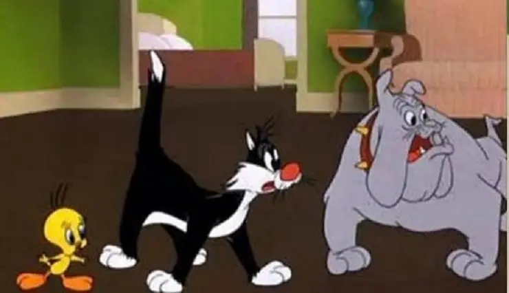 Sylvester Cat Dog: nombre, raza, características - con ▷➡️