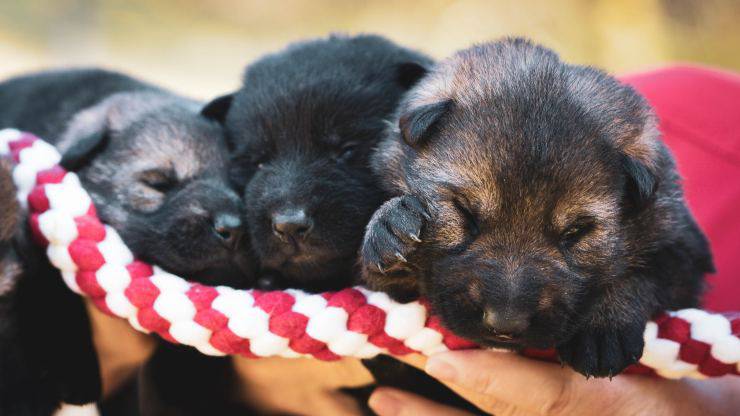 ¿A qué edad un cachorro se convierte en un perro adulto? Vamos a averiguar ¿A qué edad un cachorro se convierte en un perro adulto?