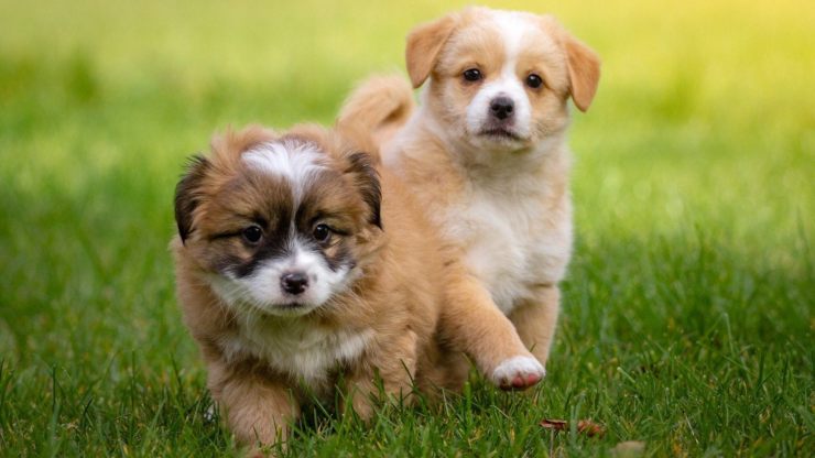 ¿El perro siente envidia? Esto es lo que dice la ciencia al respecto el perro tiene envidia