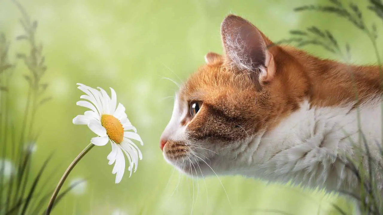 gato huele una flor ¿El sentido del olfato o del oído del gato es más potente?