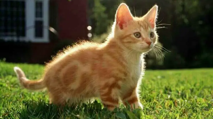 ¿Por qué el gato no quiere entrar a la casa? Estas son las razones porque el gato no quiere entrar a la casa