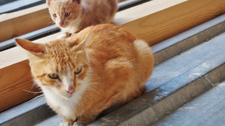 ¿Por qué el gato se agacha?