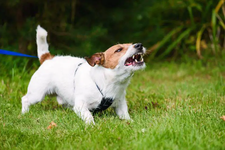¿Por qué el perro retrocede? Aprendemos el lenguaje corporal ️ Vida con - Explicacion Final El Poder Del Perro
