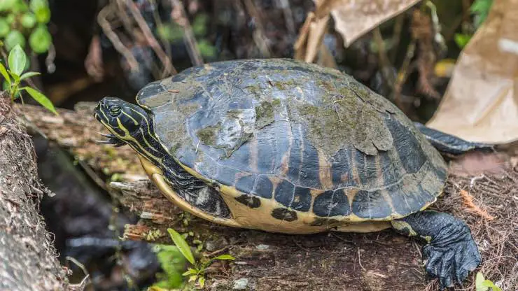 Tortuga Taburete tortuga blanca