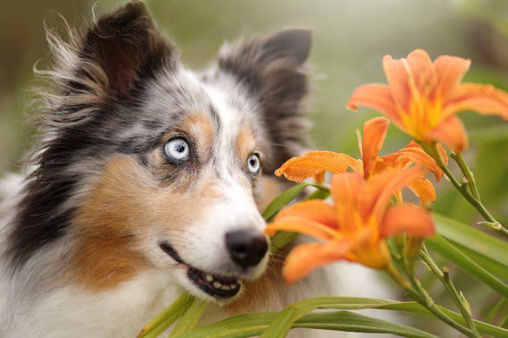 lilium annusa de caña lirios venenosos para el perro