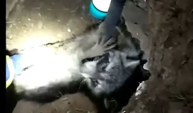 Videos de Children Save Raccoon