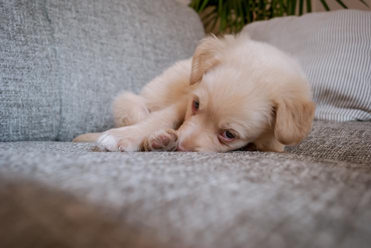 perro en el sofa