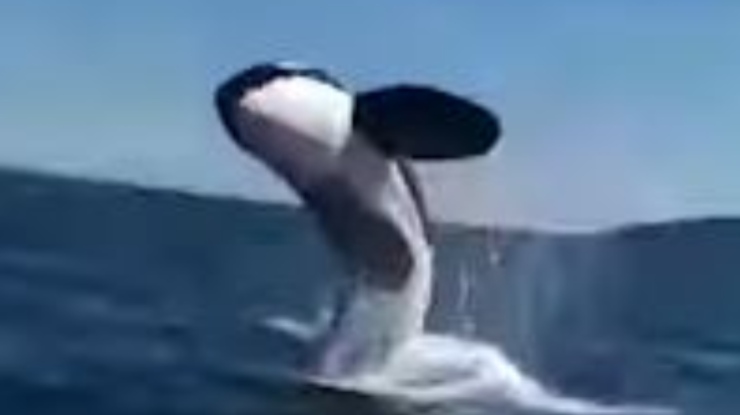 Video de Orca Salto Barca