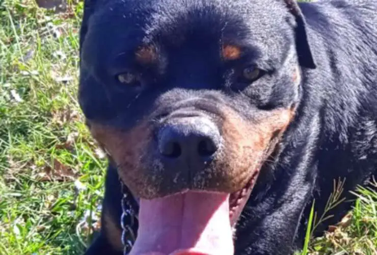 Evan Dog busca familia