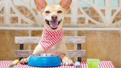 perro en la mesa
