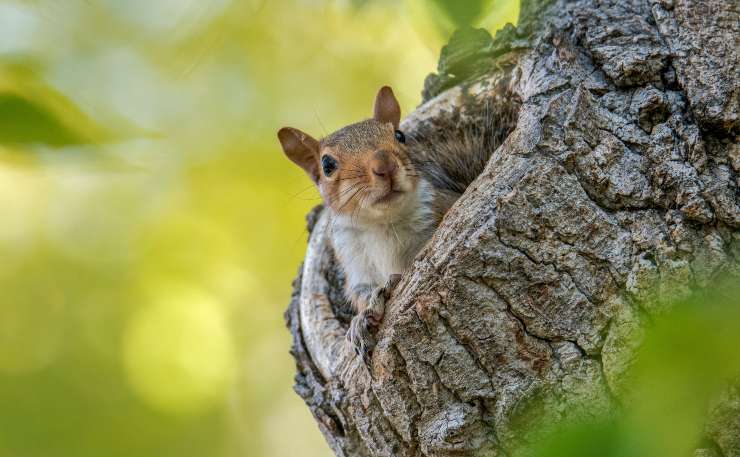 Donde duerme la ardilla: lo que necesitas saber sobre este animal