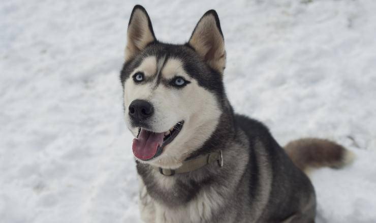 Husky siberiano