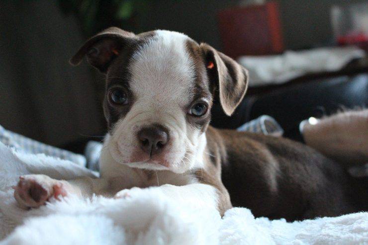 Cachorro