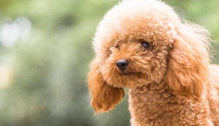 Caniche