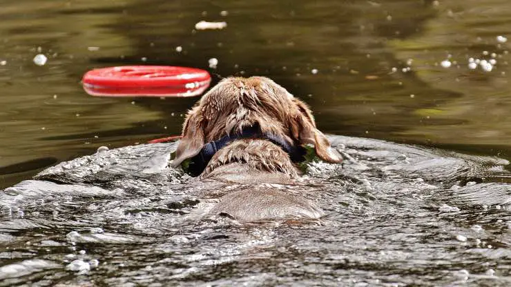 Perro persiguiendo al kong en el agua. Kong