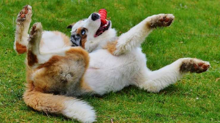 Perro jugando en el césped caña